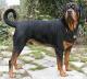 USA Rottweiler Breeders, Grooming, Dog, Puppies, Reviews, Articles