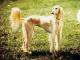 USA Saluki Breeders, Grooming, Dog, Puppies, Reviews, Articles