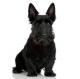 USA Scottish Terrier Breeders, Grooming, Dog, Puppies, Reviews, Articles