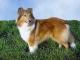 USA Shetland Sheepdog Breeders, Grooming, Dog, Puppies, Reviews, Articles