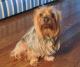 USA Silky Terrier Breeders, Grooming, Dog, Puppies, Reviews, Articles