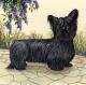 USA Skye Terrier Breeders, Grooming, Dog, Puppies, Reviews, Articles