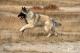 USA Tervuren Belgian Shepherd Breeders, Grooming, Dog, Puppies, Reviews, Articles