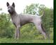 USA Thai Ridgeback Breeders, Grooming, Dog, Puppies, Reviews, Articles