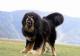 USA Tibetan Mastiff Breeders, Grooming, Dog, Puppies, Reviews, Articles