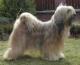 USA Tibetan Terrier Breeders, Grooming, Dog, Puppies, Reviews, Articles