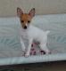 USA Toy Fox Terrier Breeders, Grooming, Dog, Puppies, Reviews, Articles