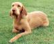 USA Vizsla Breeders, Grooming, Dog, Puppies, Reviews, Articles