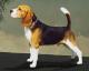 Canada Beagle Breeders, Grooming, Dog, Puppies, Reviews, Articles