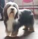 Canada Bearded Collie Breeders, Grooming, Dog, Puppies, Reviews, Articles