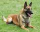 Canada Belgian Malinois Breeders, Grooming, Dog, Puppies, Reviews, Articles