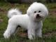 Canada Bichon Frise Breeders, Grooming, Dog, Puppies, Reviews, Articles