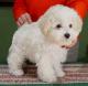 Canada Bolognese Breeders, Grooming, Dog, Puppies, Reviews, Articles