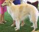 Canada Borzoi Breeders, Grooming, Dog, Puppies, Reviews, Articles