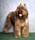 Canada Bouvier Des Flandres Breeders, Grooming, Dog, Puppies, Reviews, Articles