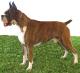 Canada Boxer Breeders, Grooming, Dog, Puppies, Reviews, Articles