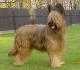 Canada Briard Breeders, Grooming, Dog, Puppies, Reviews, Articles