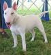 Canada Bull Terrier Breeders, Grooming, Dog, Puppies, Reviews, Articles