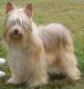 Canada Chinese Crested Breeders, Grooming, Dog, Puppies, Reviews, Articles