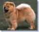 Canada Chow Chow Breeders, Grooming, Dog, Puppies, Reviews, Articles