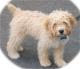 Canada Cockapoo Breeders, Grooming, Dog, Puppies, Reviews, Articles