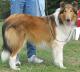Canada Collie Breeders, Grooming, Dog, Puppies, Reviews, Articles