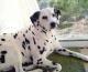 Canada Dalmatian Breeders, Grooming, Dog, Puppies, Reviews, Articles