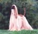 Canada Afghan Hound Breeders, Grooming, Dog, Puppies, Reviews, Articles