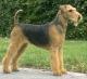 Australia Airedale Terrier Breeders, Grooming, Dog, Puppies, Reviews, Articles