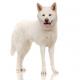 Canada Akita Breeders, Grooming, Dog, Puppies, Reviews, Articles