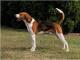 Canada American Foxhound Breeders, Grooming, Dog, Puppies, Reviews, Articles