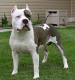 Canada American Staffordshire Terrier Breeders, Grooming, Dog, Puppies, Reviews, Articles