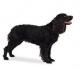 Canada American Water Spaniel Breeders, Grooming, Dog, Puppies, Reviews, Articles
