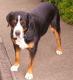 USA Greater Swiss Mountain Dog Breeders, Grooming, Dog, Puppies, Reviews, Articles