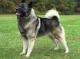 Canada Elkhound Breeders, Grooming, Dog, Puppies, Reviews, Articles