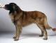 Australia Estrela Mountain Dog Breeders, Grooming, Dog, Puppies, Reviews, Articles