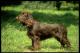 Australia Field Spaniel Breeders, Grooming, Dog, Puppies, Reviews, Articles