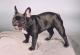 Australia French Bulldog Breeders, Grooming, Dog, Puppies, Reviews, Articles