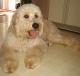 Australia Goldendoodle Breeders, Grooming, Dog, Puppies, Reviews, Articles