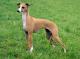 Australia Italian Greyhound Breeders, Grooming, Dog, Puppies, Reviews, Articles