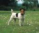 Australia Jack Russell Terrier (Parson) Breeders, Grooming, Dog, Puppies, Reviews, Articles