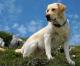 Australia Labrador Retriever Breeders, Grooming, Dog, Puppies, Reviews, Articles