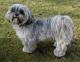 Australia Lhasa Apso Breeders, Grooming, Dog, Puppies, Reviews, Articles