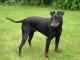 Australia Manchester Terrier Breeders, Grooming, Dog, Puppies, Reviews, Articles