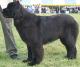 Australia Newfoundland Breeders, Grooming, Dog, Puppies, Reviews, Articles