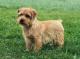 Australia Norfolk Terrier Breeders, Grooming, Dog, Puppies, Reviews, Articles