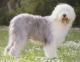 Australia Old English Sheepdog Breeders, Grooming, Dog, Puppies, Reviews, Articles