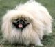 Australia Pekingese Breeders, Grooming, Dog, Puppies, Reviews, Articles