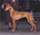 Australia Pharaoh Hound Breeders, Grooming, Dog, Puppies, Reviews, Articles
