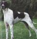 Australia Pointer Breeders, Grooming, Dog, Puppies, Reviews, Articles
